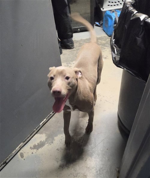 MARTHA - American Staffordshire Terrier available for adoption