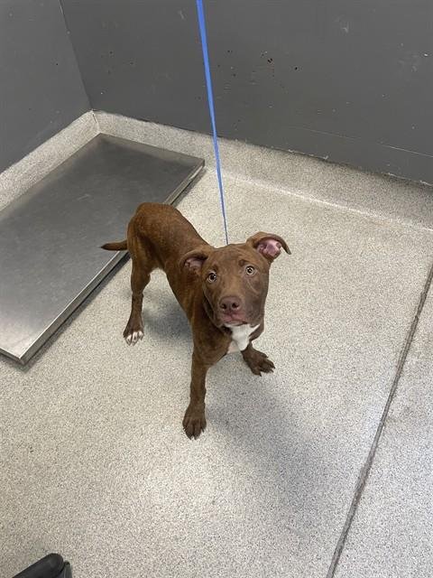 MOCHA - Labrador Retriever / American Staffordshire Terrier available for adoption