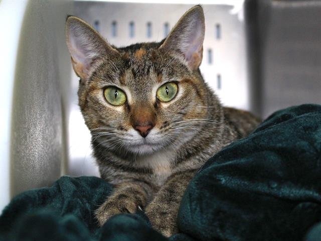 ELLIE - Domestic Short Hair available for adoption