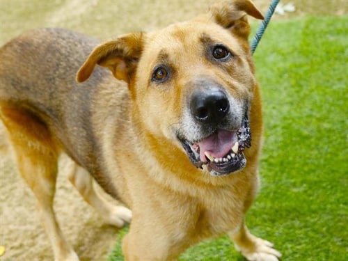 COFFEE - German Shepherd Dog available for adoption