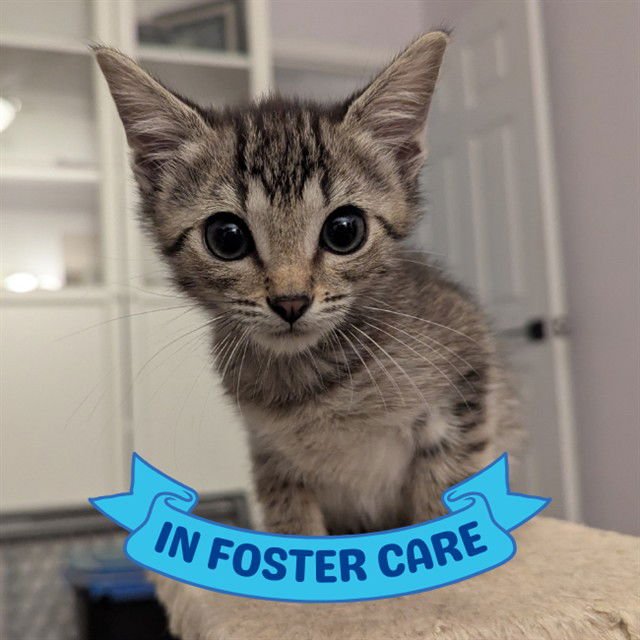 CHIP - Domestic Short Hair available for adoption