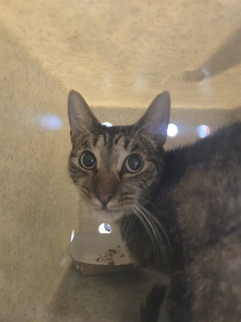 NADIA - Domestic Short Hair available for adoption