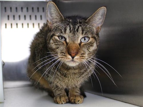 NADIA - Domestic Short Hair available for adoption