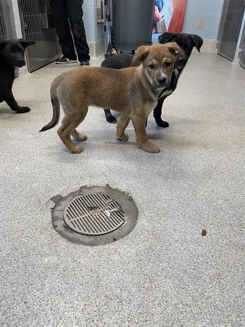 LINDA - German Shepherd Dog available for adoption