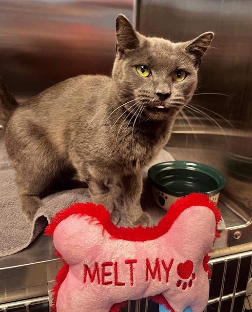 SMOKEY - Russian Blue available for adoption