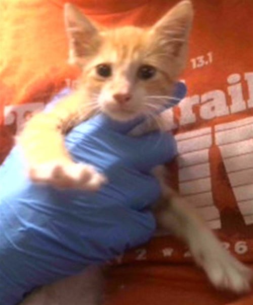BUTTERS - Domestic Short Hair available for adoption
