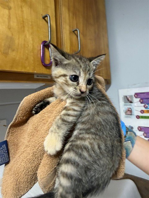 CHAMEMEOWL - Domestic Short Hair available for adoption