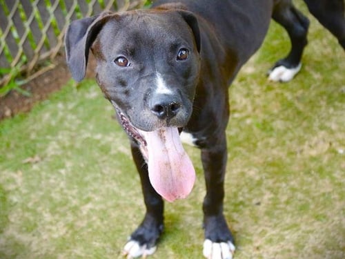 CHOWDER - American Staffordshire Terrier available for adoption