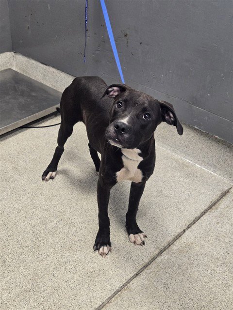 CHOWDER - American Staffordshire Terrier available for adoption