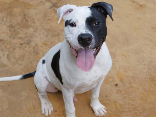 RALPH - Staffordshire Bull Terrier available for adoption