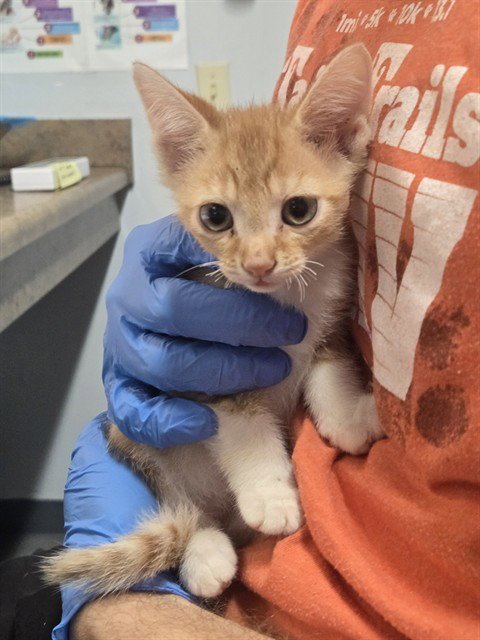 EVERETT - Domestic Short Hair available for adoption