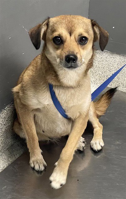 SOCKO - Chihuahua available for adoption