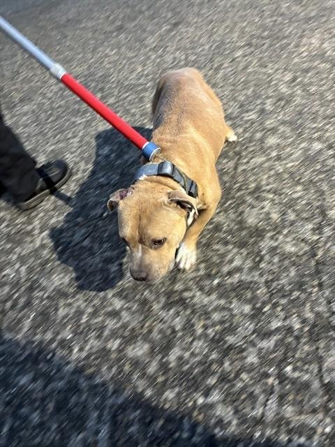 KIMBO - American Pit Bull Terrier available for adoption