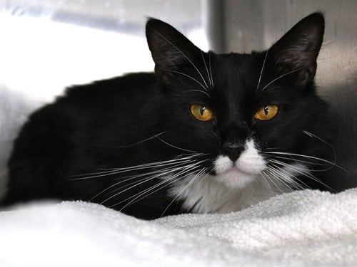 NUMA - Domestic Medium Hair available for adoption