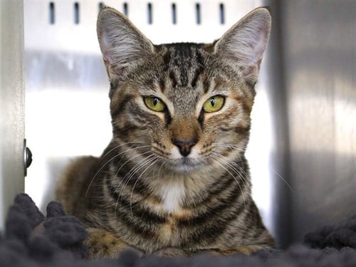 BEATRICE - Domestic Short Hair available for adoption