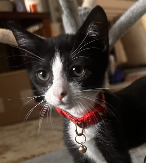 DOLLIE PARTON - Domestic Short Hair available for adoption