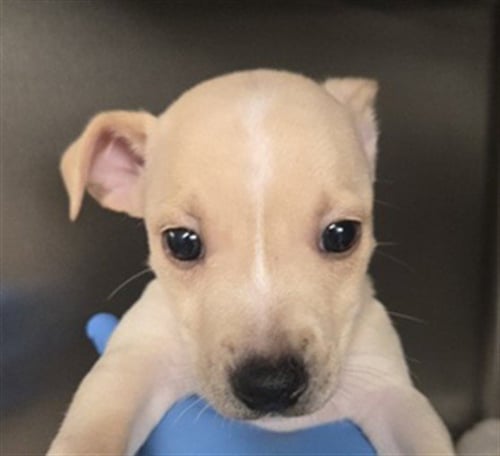 ALVIN - Labrador Retriever / Chihuahua available for adoption