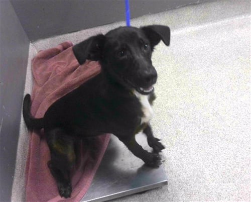 CHEVY - Australian Shepherd / German Shepherd Dog available for adoption