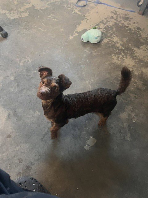 CHAKA - Miniature Pinscher / Poodle (Miniature) available for adoption