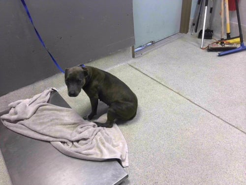 PEANUT BUTTER - American Staffordshire Terrier available for adoption