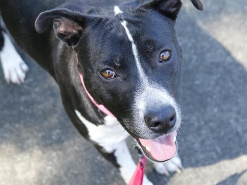 DAHLIA - American Pit Bull Terrier available for adoption
