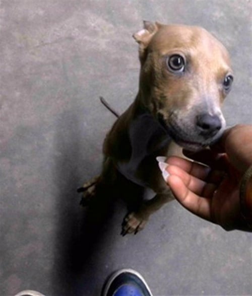 MIGHTY MOUSE - Feist available for adoption