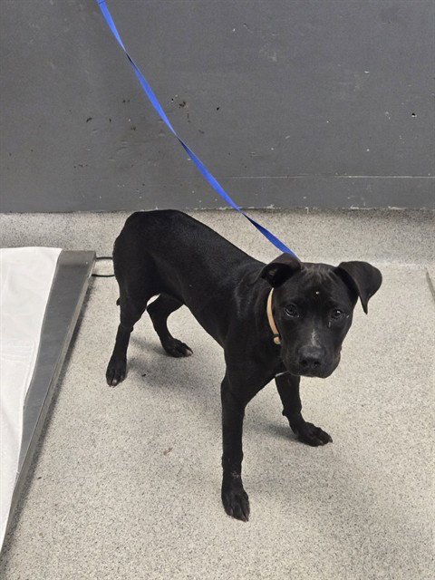 BERTHA - Staffordshire Bull Terrier available for adoption