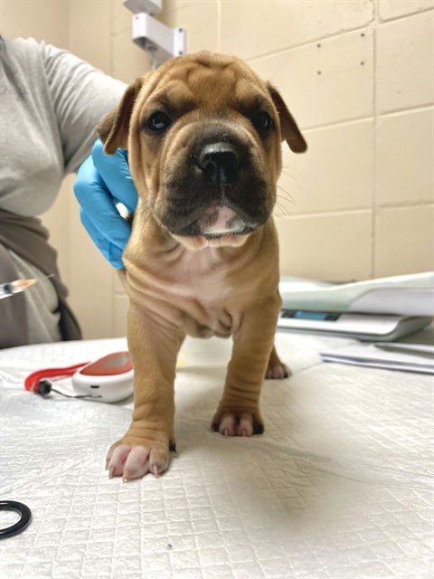AVERY - Chinese Shar-Pei available for adoption