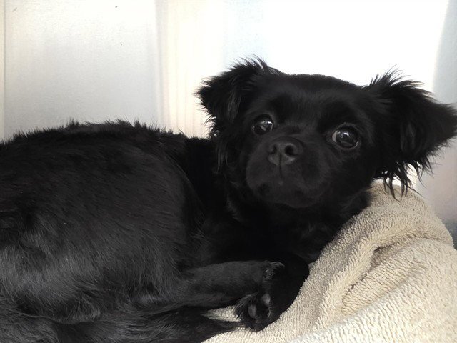 BAILEY Image