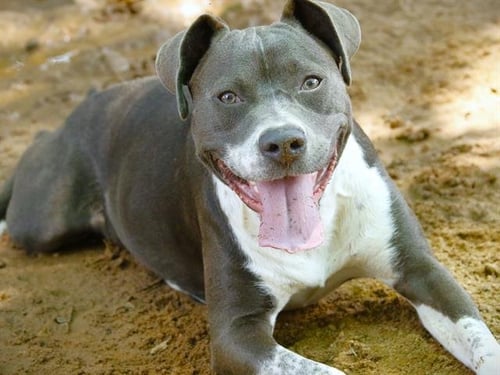 BELLA - American Staffordshire Terrier available for adoption