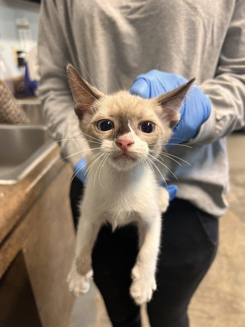 REEF - Domestic Short Hair available for adoption