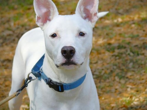 GROOT - Canaan Dog available for adoption