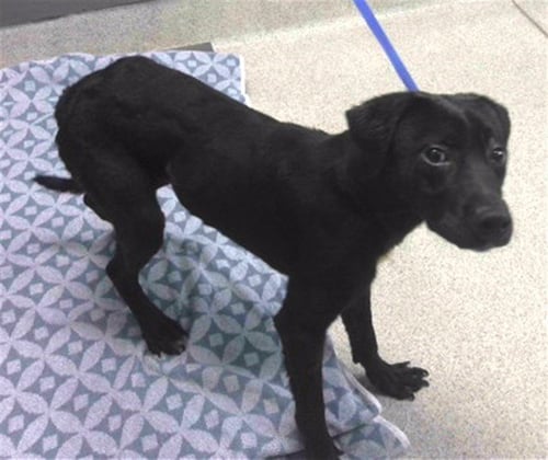 MARSHALL - Labrador Retriever available for adoption