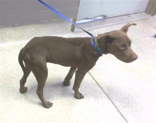 CORN DOG - Labrador Retriever available for adoption