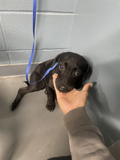 ANNIE - Dachshund available for adoption