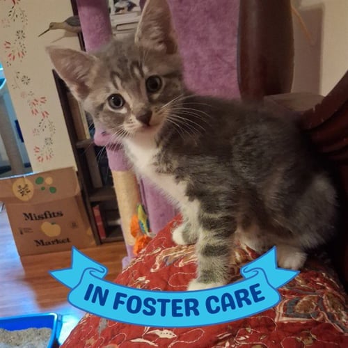 HOOK - Domestic Short Hair available for adoption