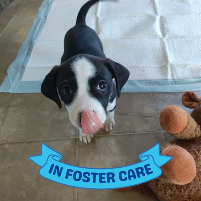 PILLBUG - American Staffordshire Terrier available for adoption