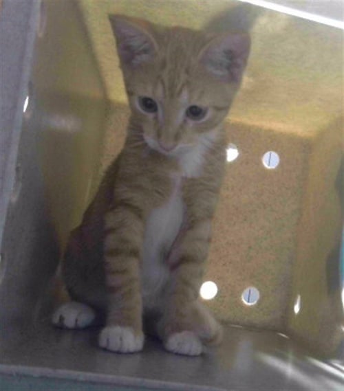 QUINTON - Domestic Short Hair available for adoption