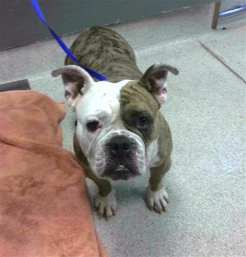 BIG BERTHA - English Bulldog available for adoption