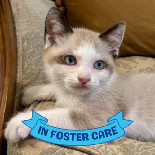 THEO - Domestic Short Hair for adoption in Tallahassee