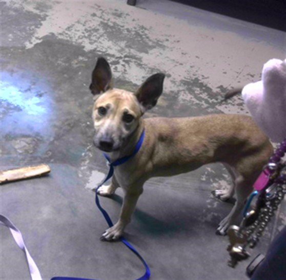 TOOTS - Basenji / Jack Russell Terrier (Parson Russell Terrier) available for adoption