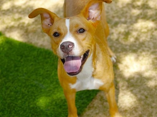 ANGEL - American Pit Bull Terrier available for adoption