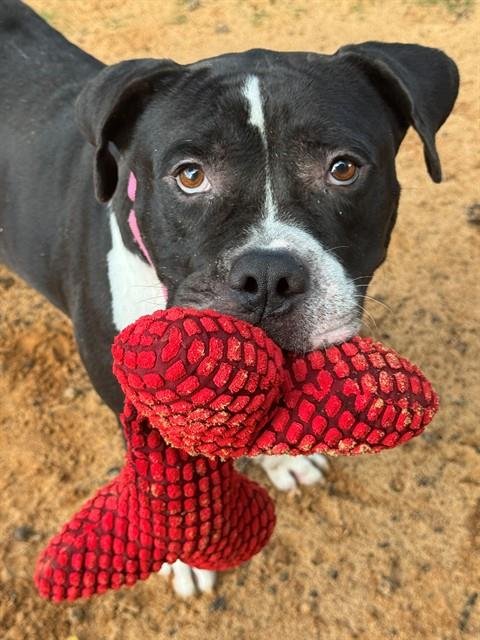 SAMUEL - American Staffordshire Terrier for adoption in Tallahassee