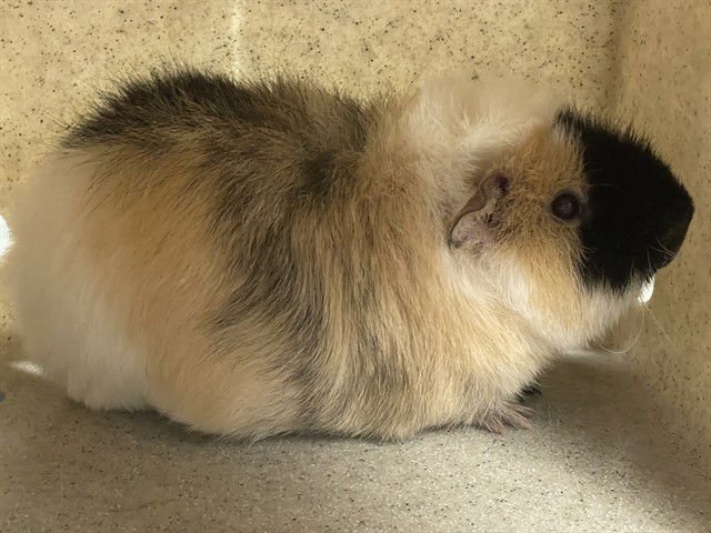 PETRI - Guinea Pig available for adoption