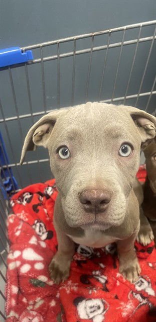 ZURI - American Staffordshire Terrier available for adoption