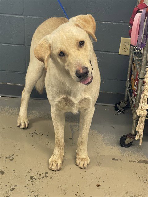 MILO - Labrador Retriever available for adoption