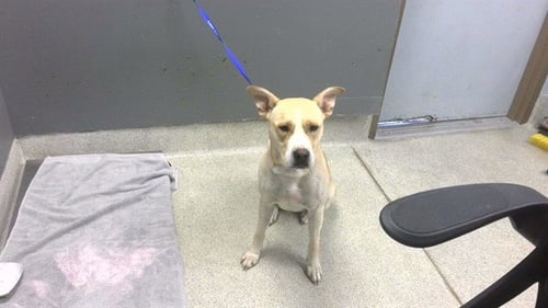 LALA - German Shepherd Dog / Labrador Retriever available for adoption