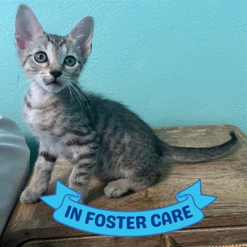 LOUIE - Domestic Short Hair for adoption in Tallahassee