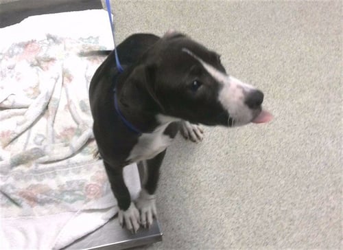 GUTHRIE - American Staffordshire Terrier available for adoption