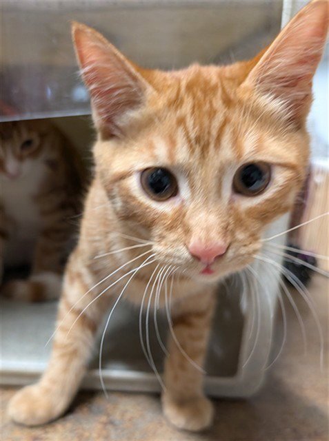 SPAETZLE - Domestic Short Hair available for adoption
